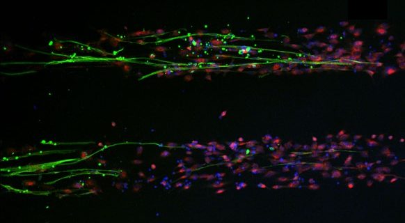 micropatterned skeletal myocytes and tenogenic progenitors