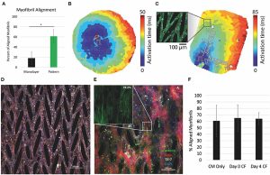 pluripotent stem cell-derived cardiomyocytes
