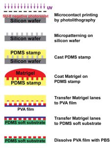 micropatterning process