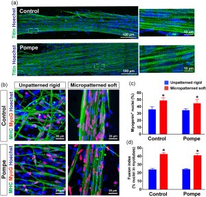 micropatterned skeletal muscle 