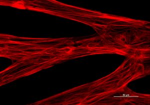 microscopy image showing cell structure